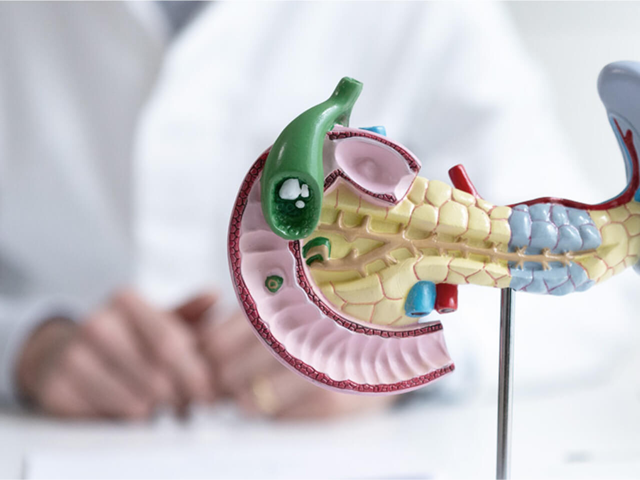 Ein Modell des Verdauungssystems mit Fokus auf die Bauchspeicheldrüse ist zu sehen. Im Hintergrund sieht man verschwommen die Umrisse von Dr. Schindl