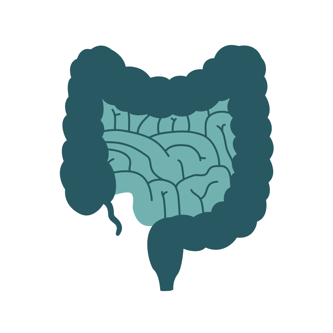 Icon, das den menschlichen Darmtrakt visualisiert.